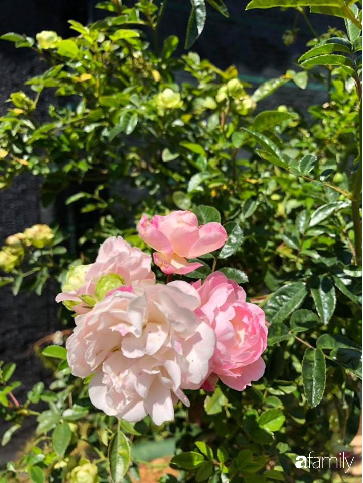 Ngắm vườn hồng bonsai tiền tỉ rực rỡ tỏa hương trên đồi núi ở Đà Lạt - Ảnh 19.