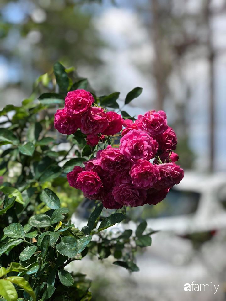 Ngắm vườn hồng bonsai tiền tỉ rực rỡ tỏa hương trên đồi núi ở Đà Lạt - Ảnh 18.