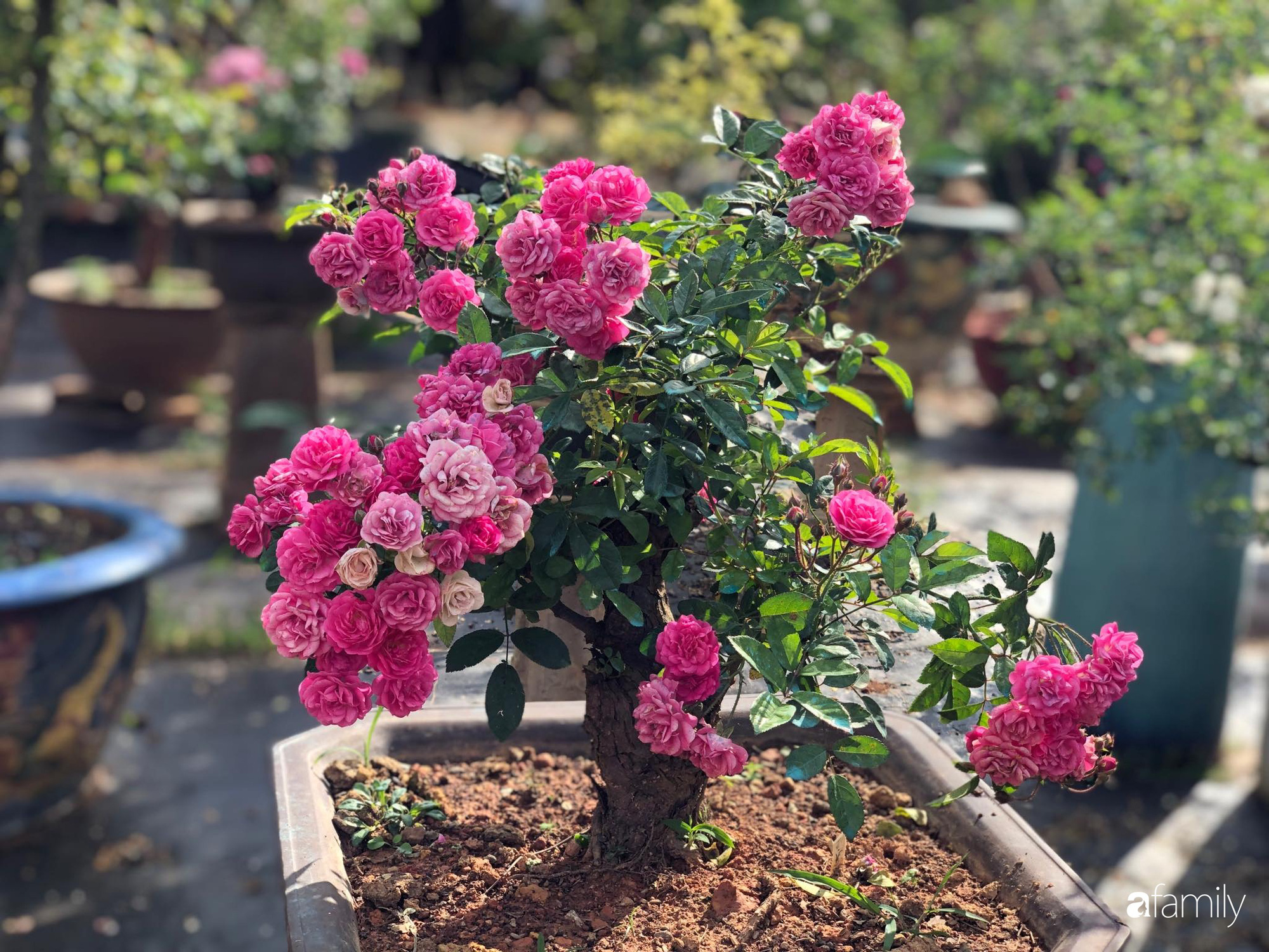 Ngắm vườn hồng bonsai tiền tỉ rực rỡ tỏa hương trên đồi núi ở Đà Lạt - Ảnh 17.