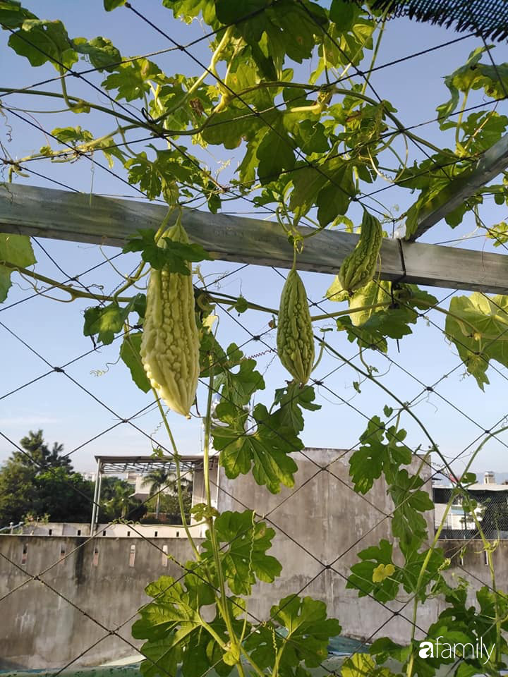Sân thượng 25m2 xanh tốt đủ rau quả quanh năm của cô giáo dạy Toán ở Quảng Ngãi - Ảnh 19.