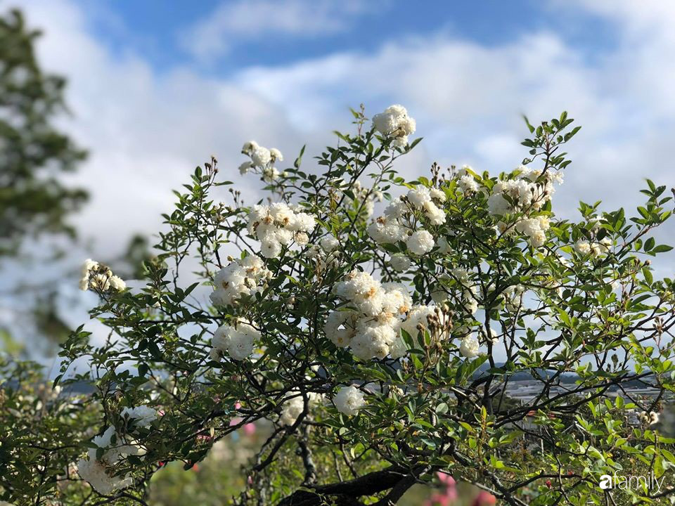 Ngắm vườn hồng bonsai tiền tỉ rực rỡ tỏa hương trên đồi núi ở Đà Lạt - Ảnh 15.