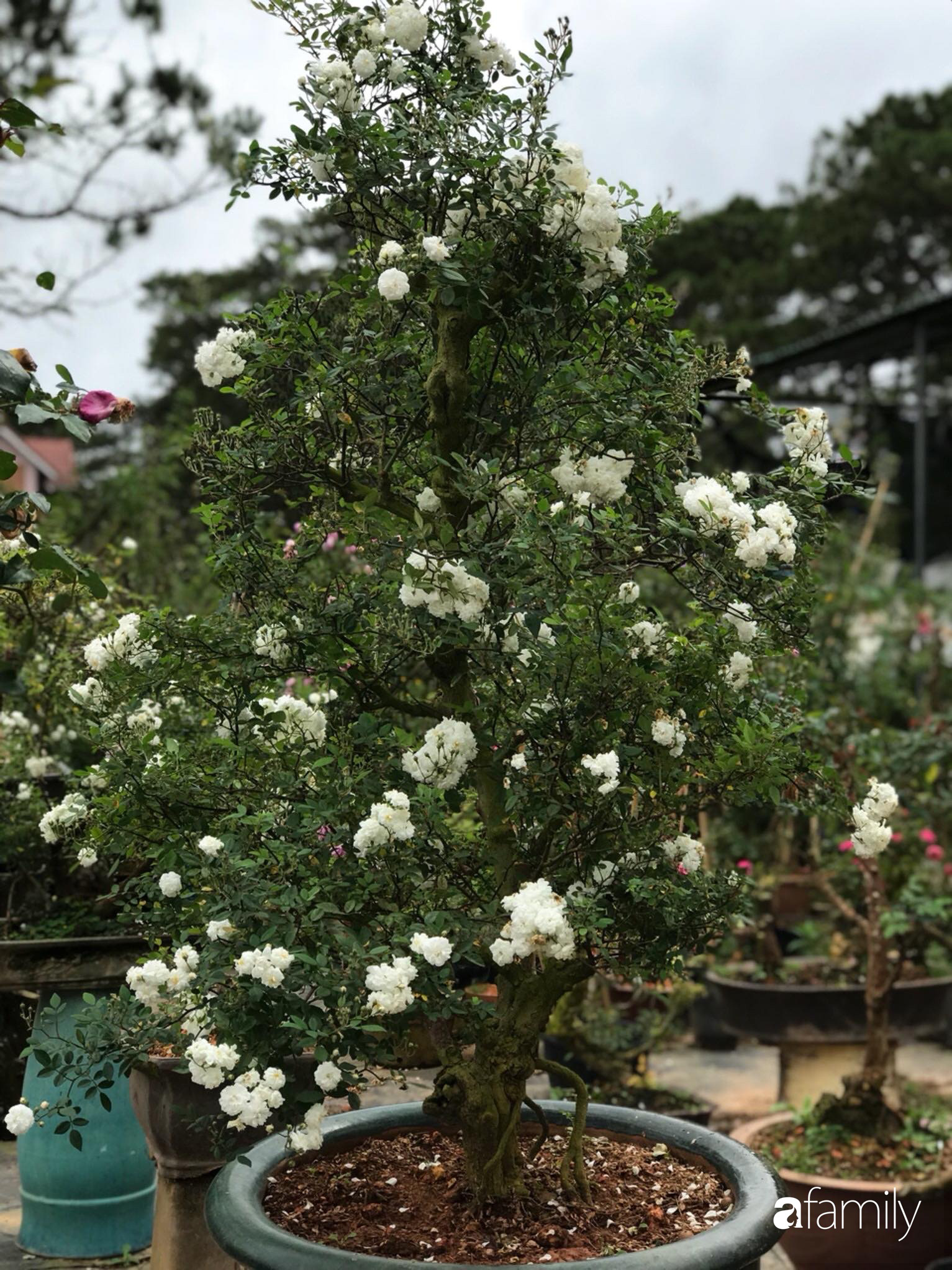 Ngắm vườn hồng bonsai tiền tỉ rực rỡ tỏa hương trên đồi núi ở Đà Lạt - Ảnh 13.