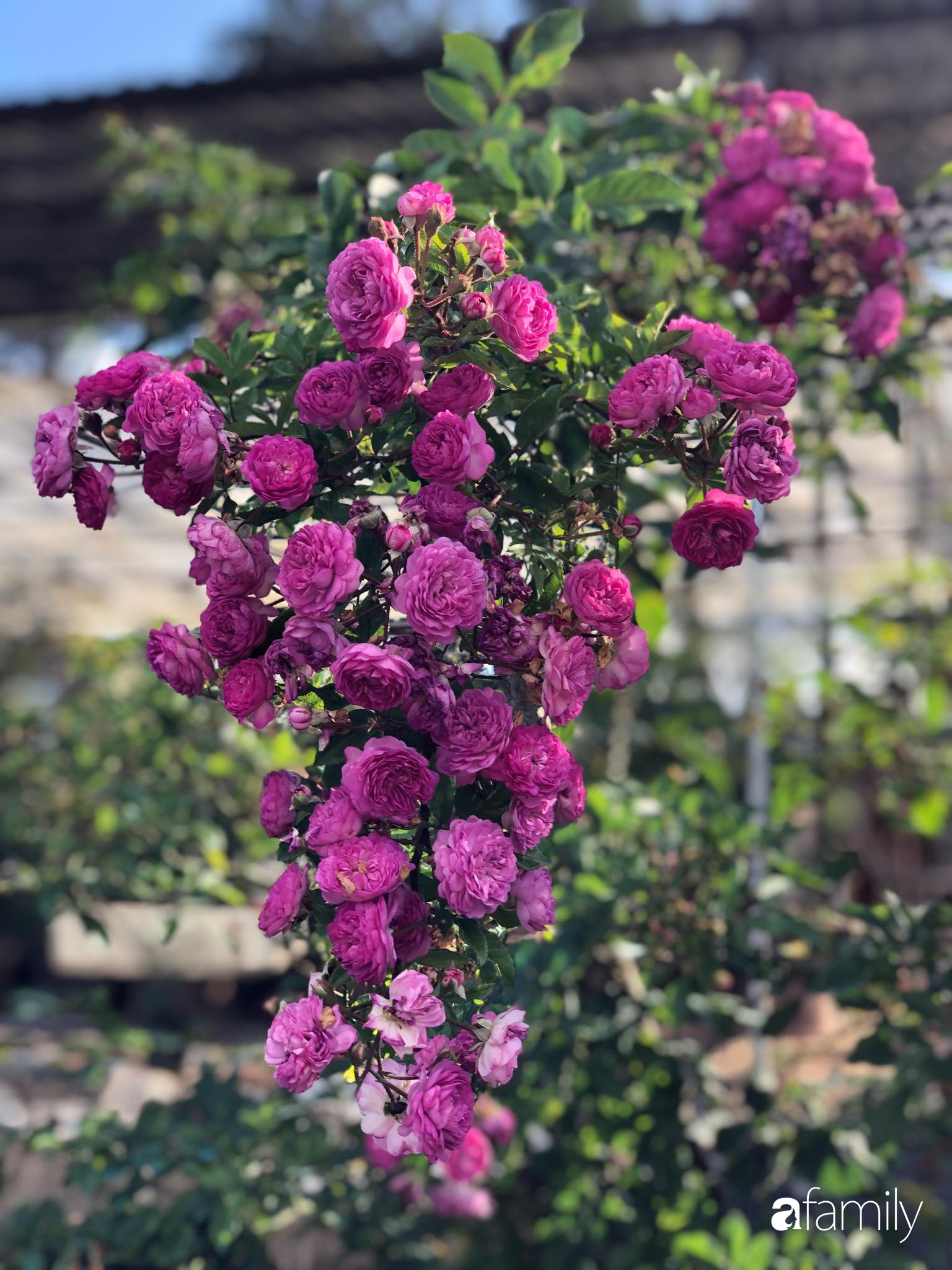 Ngắm vườn hồng bonsai tiền tỉ rực rỡ tỏa hương trên đồi núi ở Đà Lạt - Ảnh 11.