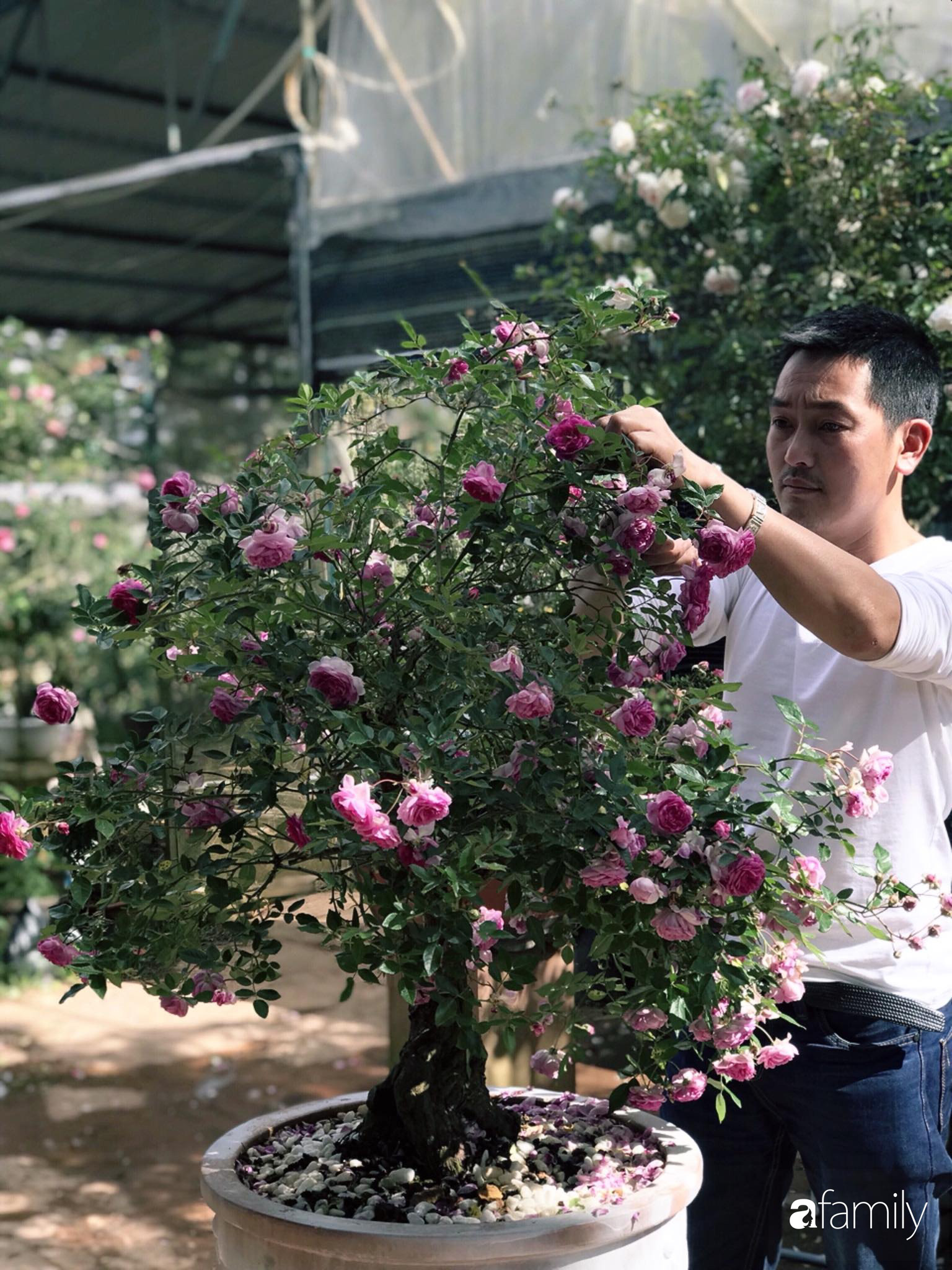 Ngắm vườn hồng bonsai tiền tỉ rực rỡ tỏa hương trên đồi núi ở Đà Lạt - Ảnh 2.