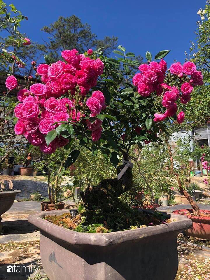 Ngắm vườn hồng bonsai tiền tỉ rực rỡ tỏa hương trên đồi núi ở Đà Lạt - Ảnh 9.
