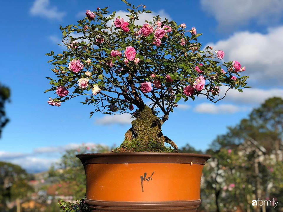 Ngắm vườn hồng bonsai tiền tỉ rực rỡ tỏa hương trên đồi núi ở Đà Lạt - Ảnh 6.