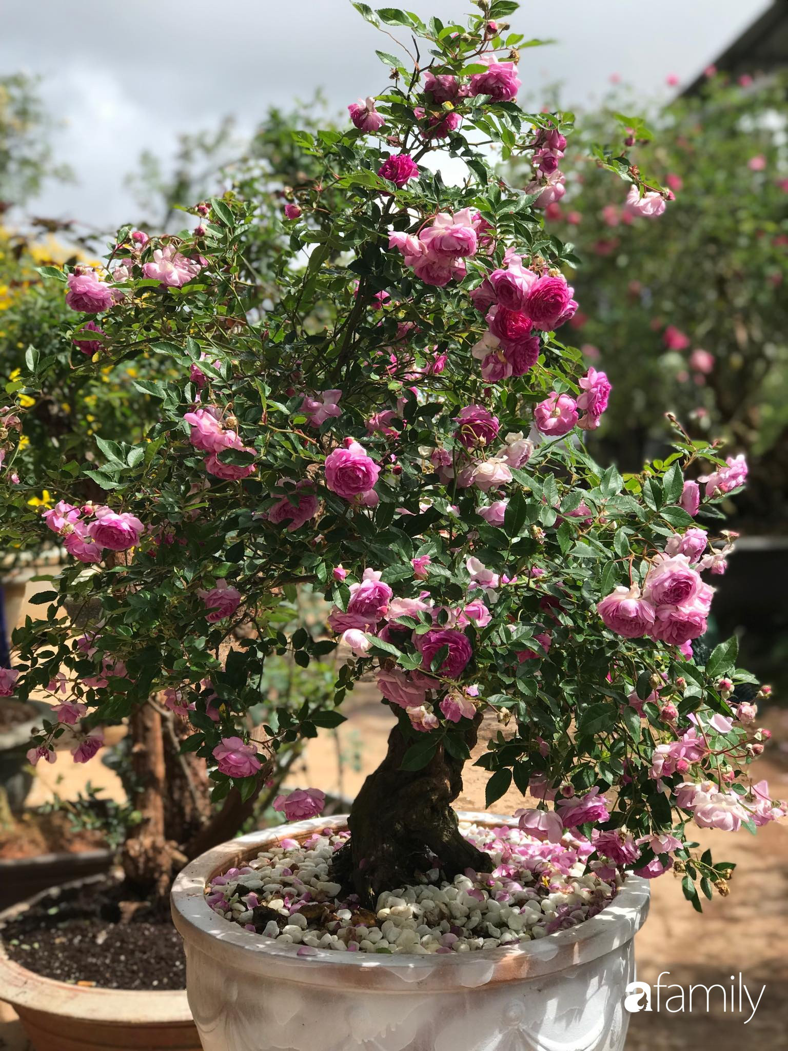 Ngắm vườn hồng bonsai tiền tỉ rực rỡ tỏa hương trên đồi núi ở Đà Lạt - Ảnh 5.