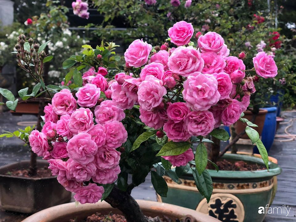 Ngắm vườn hồng bonsai tiền tỉ rực rỡ tỏa hương trên đồi núi ở Đà Lạt - Ảnh 4.