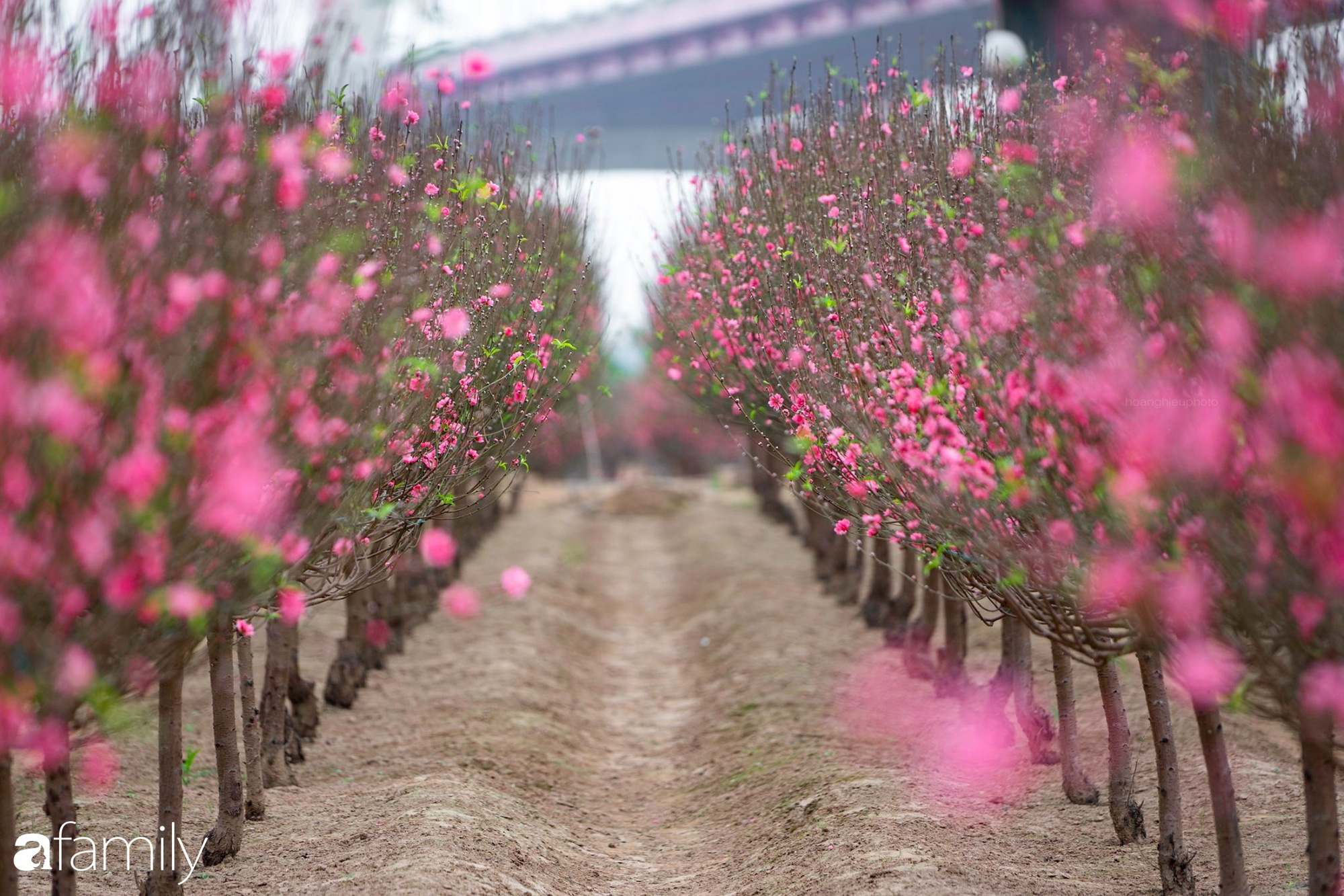 Tổng hợp 300 ảnh hoa đào hoa anh đào đẹp full HD miễn phí  BlogAnChoi