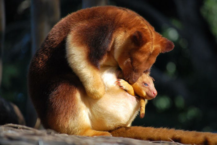 Loài chuột túi sống trên cây đáng yêu như thế này là có thật, đáng buồn là chúng sắp tuyệt chủng - Ảnh 3.