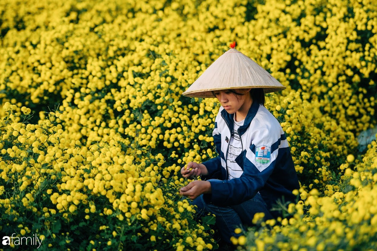 Tết dí sát nút lại vừa lùng sục được cánh đồng hoa cúc tiến vua đang nở vàng rực, chị em kéo nhau đi làm bộ ảnh đón Xuân là quá đúng lúc - Ảnh 5.