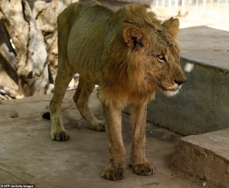 X&oacute;t xa h&igrave;nh ảnh "ch&uacute;a sơn l&acirc;m" sư tử chỉ c&ograve;n da bọc xương, đờ đẫn di chuyển trong vườn th&uacute; ở Ch&acirc;u Phi - Ảnh 11.