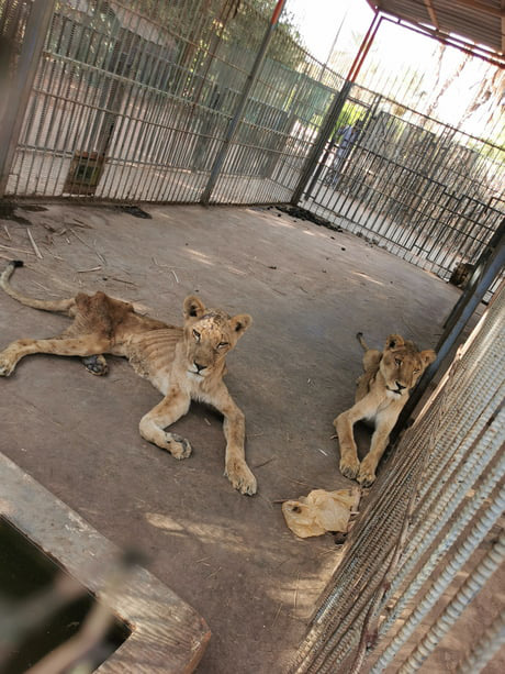 Xót xa hình ảnh &quot;chúa sơn lâm&quot; sư tử chỉ còn da bọc xương, đờ đẫn di chuyển trong vườn thú ở Châu Phi - Ảnh 3.