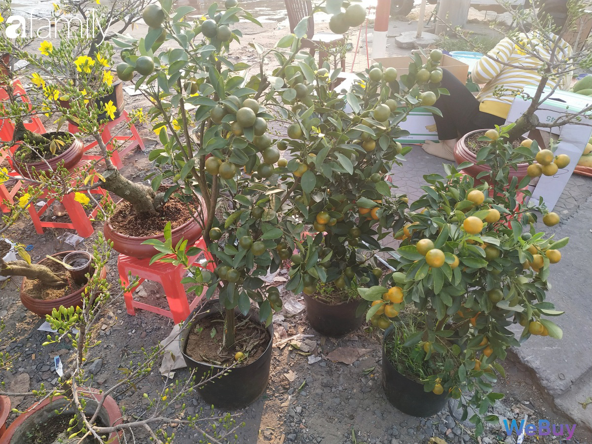 Đi sắm hoa Tết ở “chợ miền tây” Sài Gòn: bạt ngàn cúc, mai, chị em muốn giá nào cũng có - Ảnh 8. Đi sắm hoa Tết ở “chợ miền tây” Sài Gòn: bạt ngàn cúc, mai, chị em muốn giá nào cũng có - Ảnh 8.