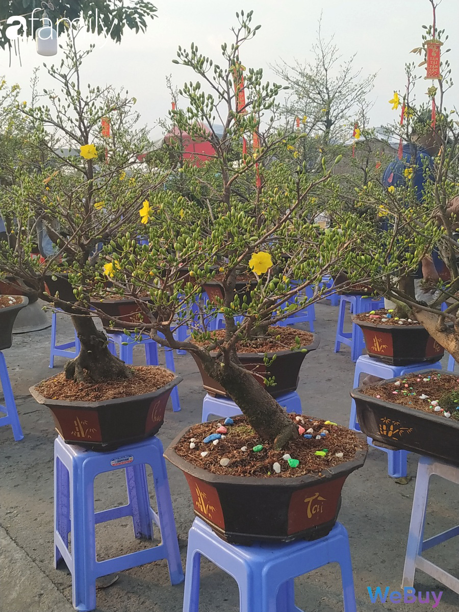 Đi sắm hoa Tết ở “chợ miền tây” Sài Gòn: bạt ngàn cúc, mai, chị em muốn giá nào cũng có - Ảnh 4.
