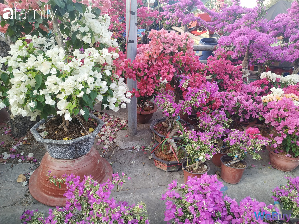 Đi sắm hoa Tết ở “chợ miền tây” Sài Gòn: bạt ngàn cúc, mai, chị em muốn giá nào cũng có - Ảnh 13.