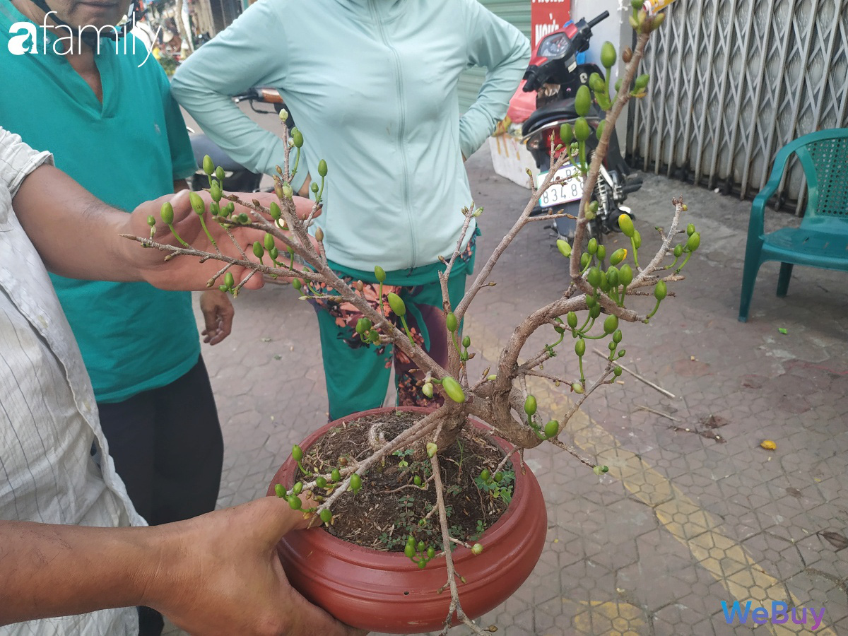 Đi sắm hoa Tết ở “chợ miền tây” Sài Gòn: bạt ngàn cúc, mai, chị em muốn giá nào cũng có - Ảnh 3.