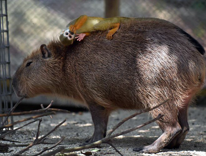 [ẢNH] Đầu năm Tý xem chuột khổng lồ nặng đến 100kg nhưng đặc biệt hiền lành ở Hà Nội - Ảnh 14.