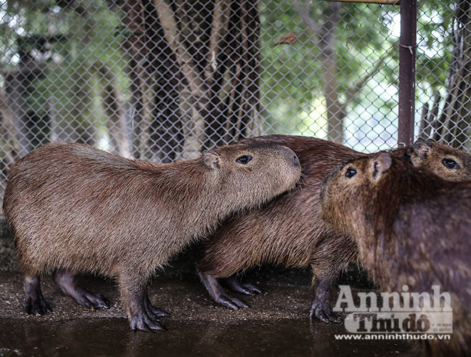 [ẢNH] Đầu năm Tý xem chuột khổng lồ nặng đến 100kg nhưng đặc biệt hiền lành ở Hà Nội - Ảnh 10.