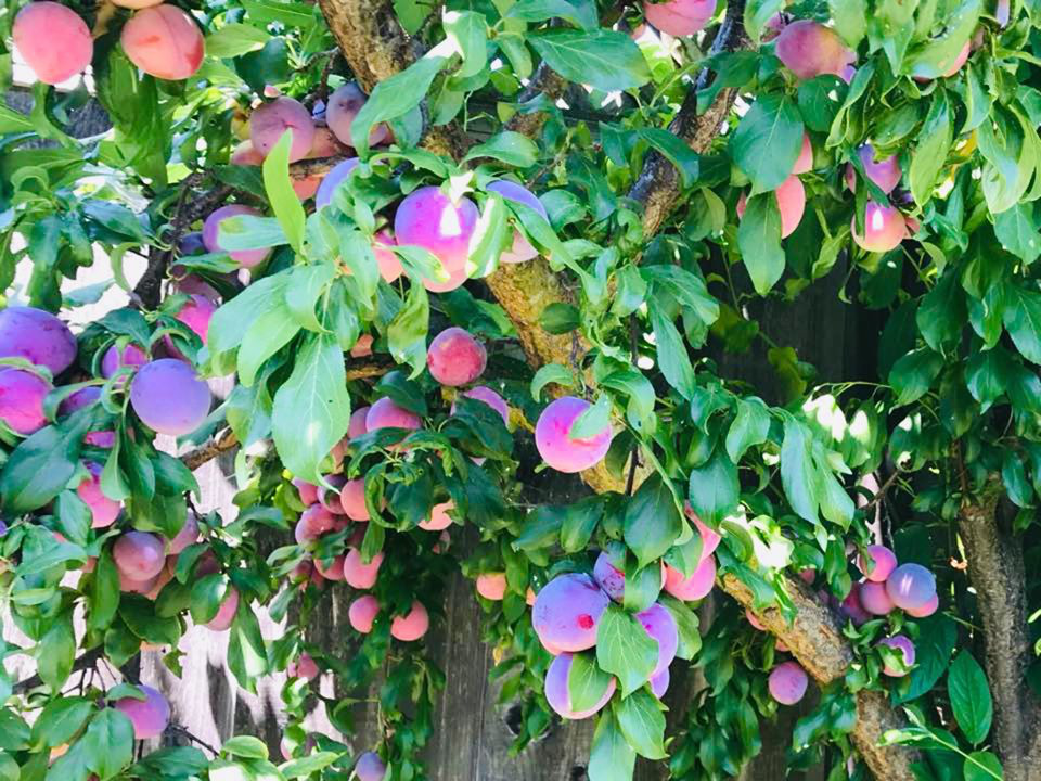 Khu vườn quanh năm tươi tốt với đủ loại cây trái của cặp vợ chồng thích ăn chay - Ảnh 16.