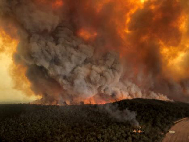 Cháy rừng ở Australia: Gần nửa tỉ động vật hoang dã bị thiêu cháy - Ảnh 2.