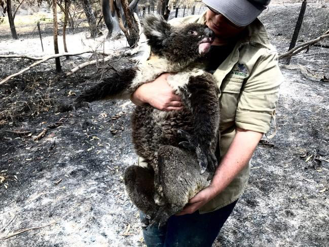 Thương quá tự nhiên ơi: Hình ảnh xót xa cho thấy đại thảm họa cháy rừng tại Úc đang khiến các loài vật bị giày vò kinh khủng đến mức nào - Ảnh 12.