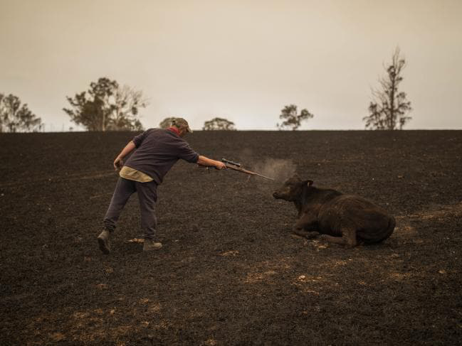 Thương quá tự nhiên ơi: Hình ảnh xót xa cho thấy đại thảm họa cháy rừng tại Úc đang khiến các loài vật bị giày vò kinh khủng đến mức nào - Ảnh 17.