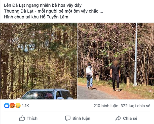 Mai anh đào đang nở hồng Đà Lạt nhưng lại có cơ số người cố ý bẻ cây trộm cành, thậm chí còn mang ô tô lên chở hoa về - Ảnh 2. Mai anh đào đang nở hồng Đà Lạt nhưng lại có cơ số người cố ý bẻ cây trộm cành, thậm chí còn mang ô tô lên chở hoa về - Ảnh 2.