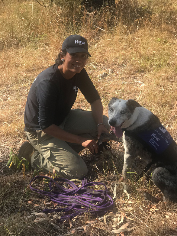 Chú chó anh hùng gây xôn xao cộng đồng mạng khi sở hữu &quot;siêu năng lực&quot; giúp con người giải cứu gấu koala gặp nạn trong thảm họa cháy rừng ở Úc - Ảnh 2.
