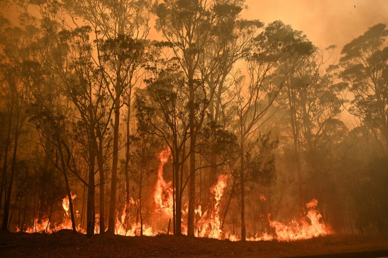 Thương quá tự nhiên ơi: Hình ảnh xót xa cho thấy đại thảm họa cháy rừng tại Úc đang khiến các loài vật bị giày vò kinh khủng đến mức nào - Ảnh 21.