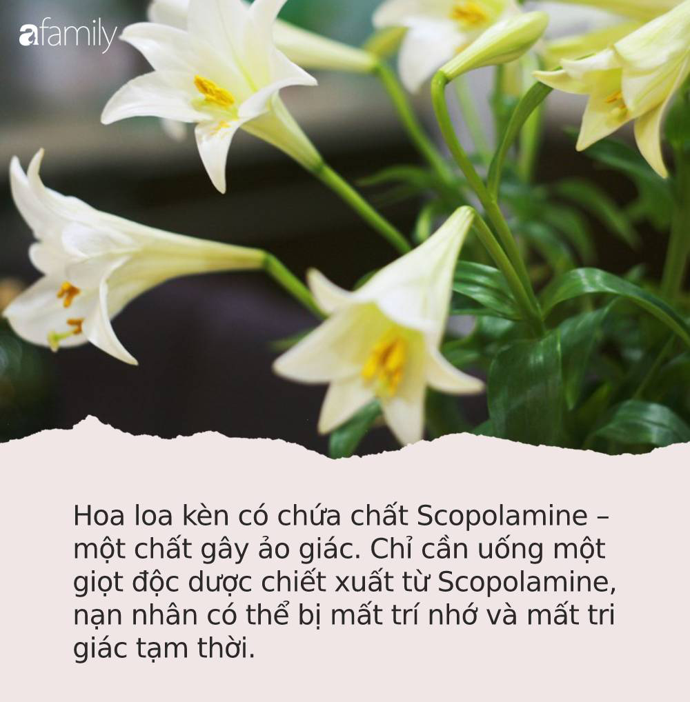 Cận Tết, điểm danh lại những loại hoa đẹp rực rỡ nhưng tuyệt đối không được trang trí trong nhà vì có thể gây mất trí nhớ và chết người rất nhanh - Ảnh 1.