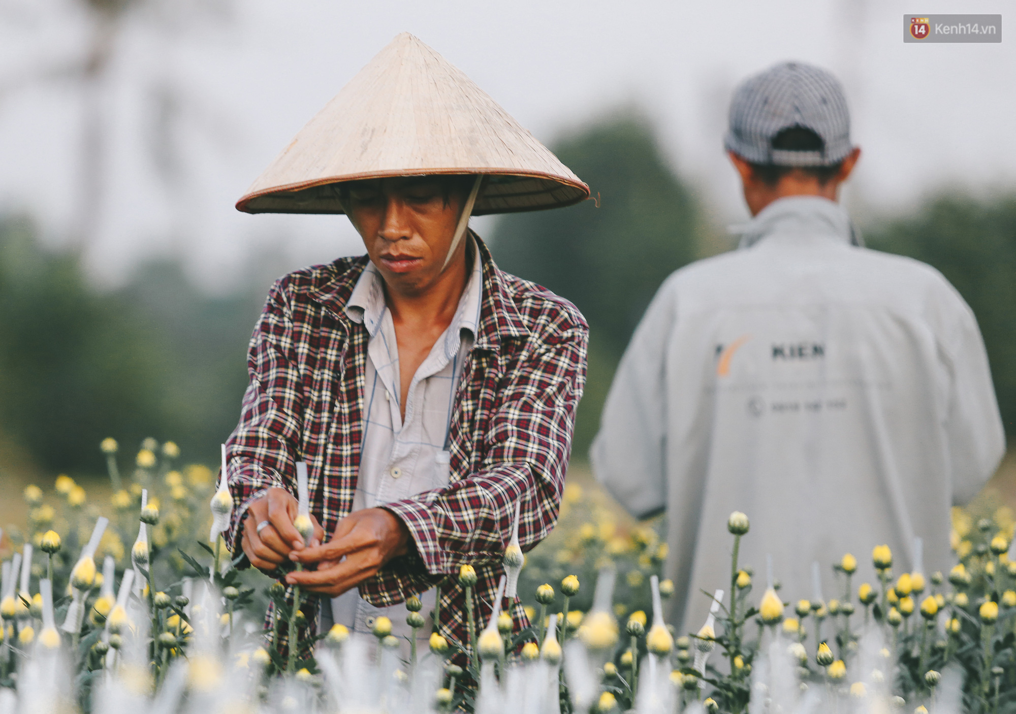 Cánh đồng hoa lớn nhất Sài Gòn khoe sắc rực rỡ, người nông dân cười tươi chuẩn bị xuống chợ hoa Xuân - Ảnh 12.