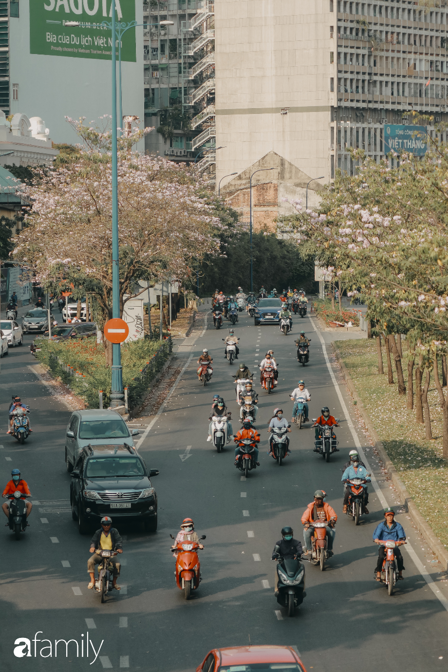 Chùm ảnh: Sài Gòn trở nên khác lạ khi hoa Kèn hồng vào mùa nở rộ, nhưng lạ thay đến hơn một nửa người Sài Gòn chẳng biết đến sự tồn tại của loài hoa này? - Ảnh 4.