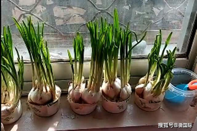 Không biết con trai trồng cây để làm bài tập về nhà, mẹ vặt sạch mang đi nấu ăn, kết quả khiến hai mẹ con dở khóc dở cười - Ảnh 1. Không biết con trai trồng cây để làm bài tập về nhà, mẹ vặt sạch mang đi nấu ăn, kết quả khiến hai mẹ con dở khóc dở cười - Ảnh 1.
