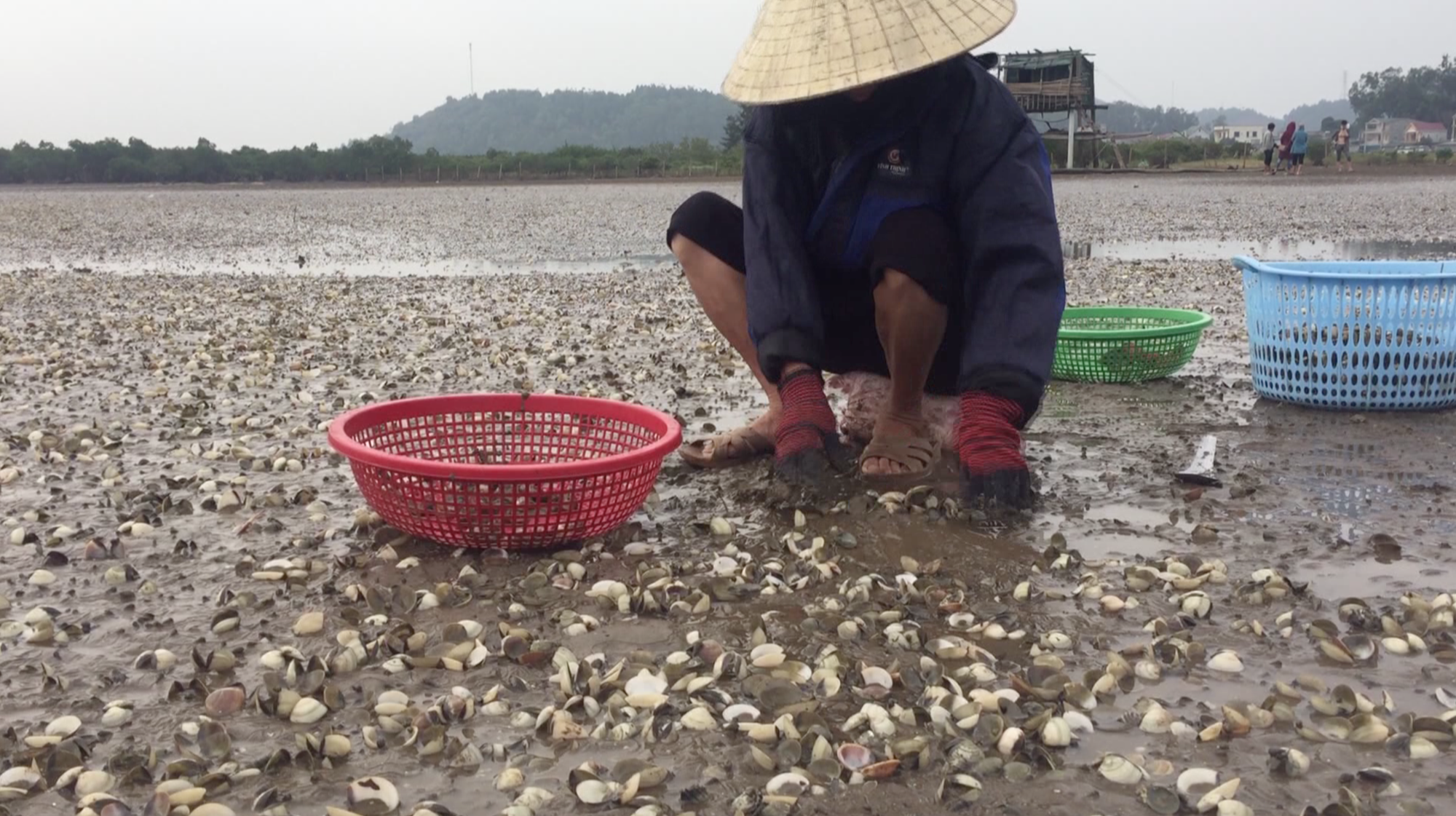 Ngao chết trắng bờ biển không rõ nguyên nhân, dân nuốt nước mắt nhặt vỏ đổ từng đống - Ảnh 9. Ngao chết trắng bờ biển không rõ nguyên nhân, dân nuốt nước mắt nhặt vỏ đổ từng đống - Ảnh 9.
