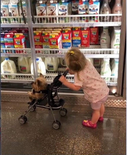 Cho con làm &quot;bà mẹ nhí&quot; khi đi siêu thị, bố mẹ thảnh thơi mua sắm không phải chạy đuổi bở hơi tai theo con - Ảnh 2.