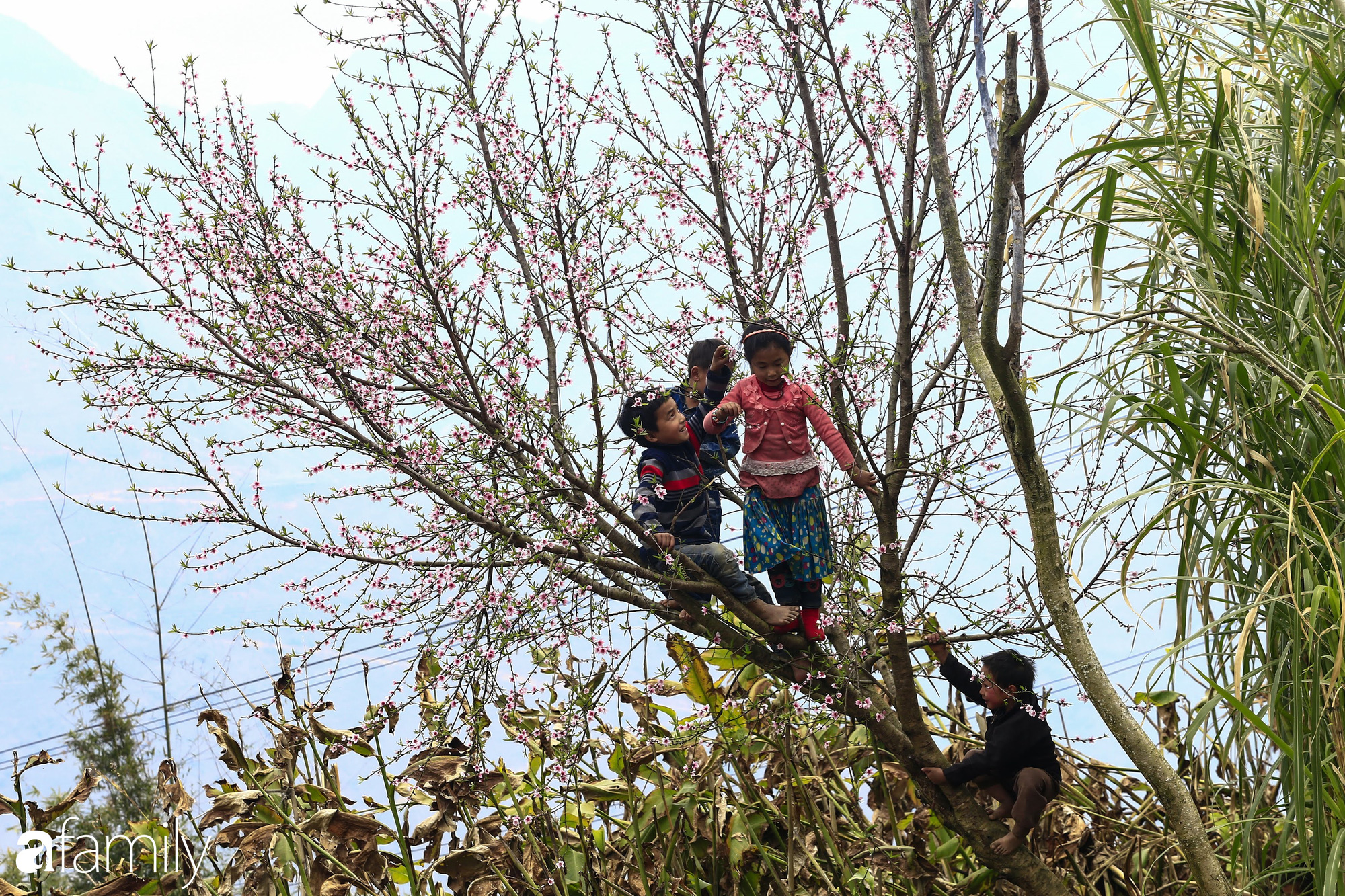 Chùm ảnh hoa xuân trên cao nguyên đá Hà Giang - Ảnh 6.