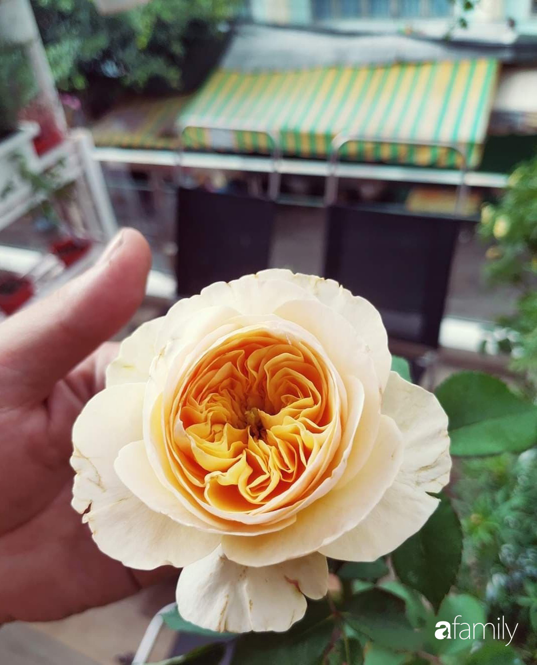Ngôi nhà đẹp yên bình và lãng mạn nhờ người đàn ông đảm đang tự decor vườn và trồng đủ loại hồng ở Sài Gòn - Ảnh 19.