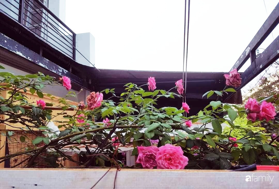 Ngôi nhà đẹp yên bình và lãng mạn nhờ người đàn ông đảm đang tự decor vườn và trồng đủ loại hồng ở Sài Gòn - Ảnh 14.