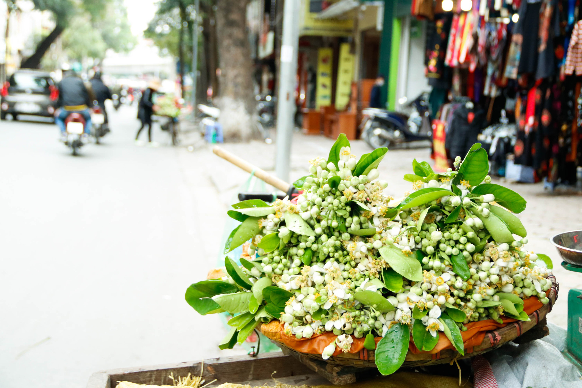 Hoa bưởi xuống phố, mang hương sắc về với tiết trời tháng Giêng đất Hà thành - Ảnh 12.