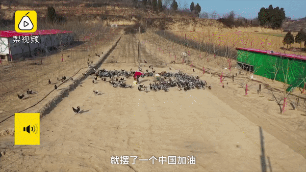 Nông dân xếp 1000 con gà thành chữ &quot;Trung Quốc cố lên&quot; để động viên nhau giữa dịch Covid-19 - Ảnh 2.