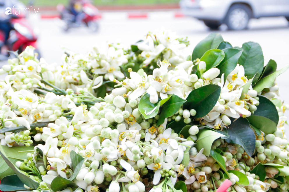 Hoa bưởi xuống phố, mang hương sắc về với tiết trời tháng Giêng đất Hà thành - Ảnh 1.