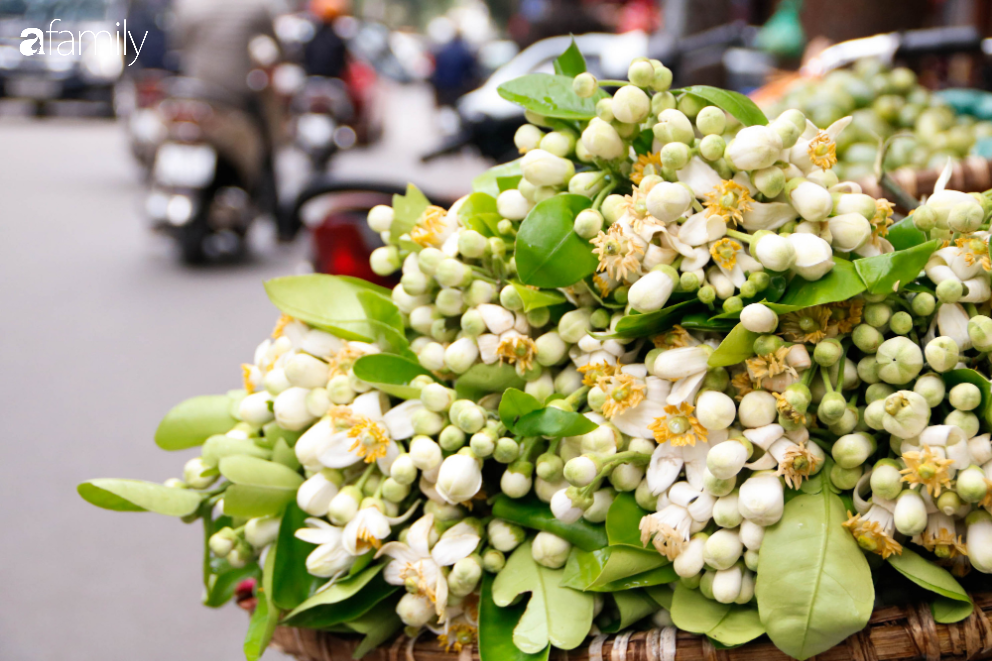 Hoa bưởi xuống phố, mang hương sắc về với tiết trời tháng Giêng đất Hà thành - Ảnh 10.