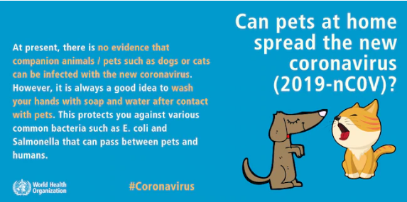 Nhiều chó, mèo ở Trung Quốc bị ném chết do tin đồn virus corona có thể lây truyền qua vật nuôi - Ảnh 6.