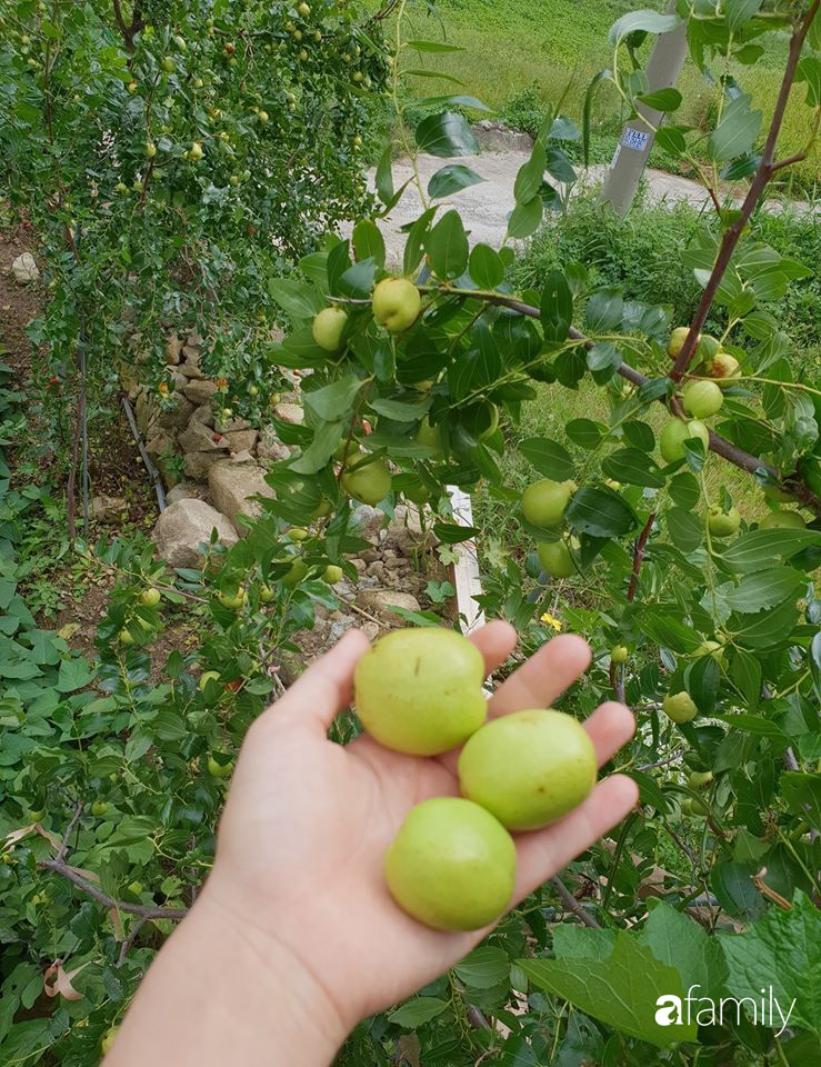 Tình yêu cổ tích của người chồng chăm vợ bị liệt 30 năm trong ngôi nhà vườn bình yên khiến cư dân mạng xúc động - Ảnh 6.