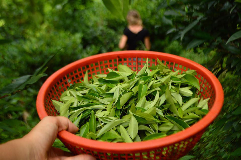 Cuộc sống bình yên, hạnh phúc của gia đình yêu thích trồng trọt tự cung tự cấp trên núi cao - Ảnh 15.