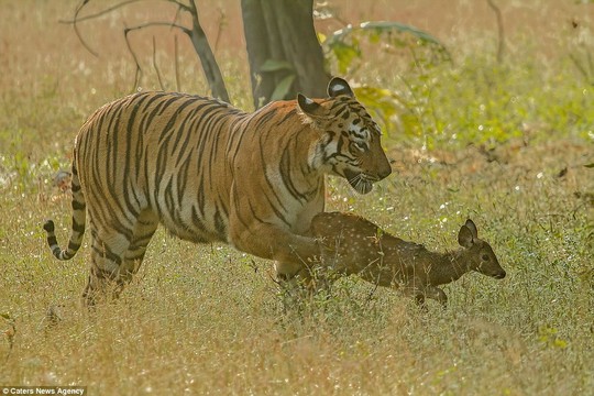 The expectation among the crowd was that the feline would swiftly kill the deer and devour it