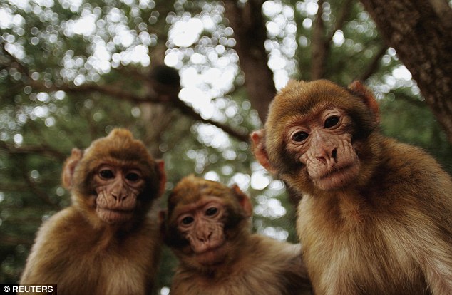 Những khung hình đẹp về hình ảnh 3 con khỉ đáng yêu