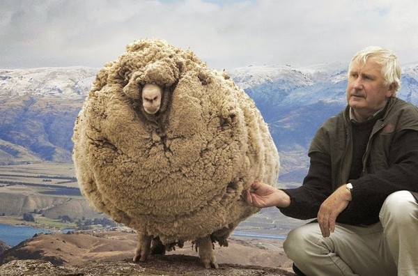 shrek-the-sheep-65-ac144