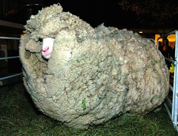 shrek-the-sheep-36-ac144